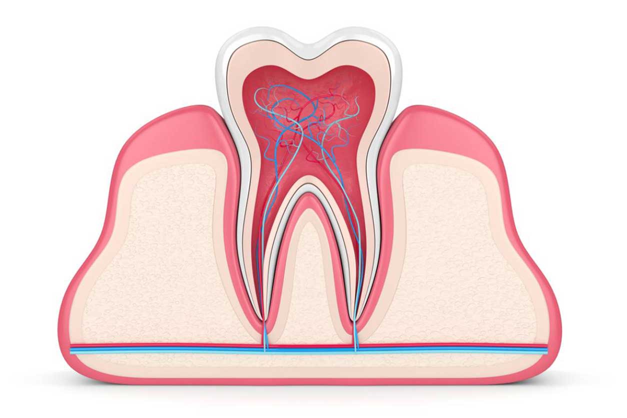 concept image showing what exactly a tooth's pulp is