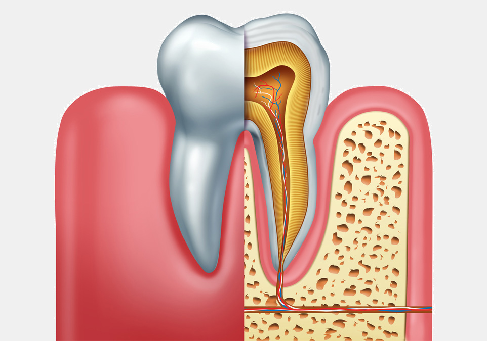 2d image of a root canal diagram