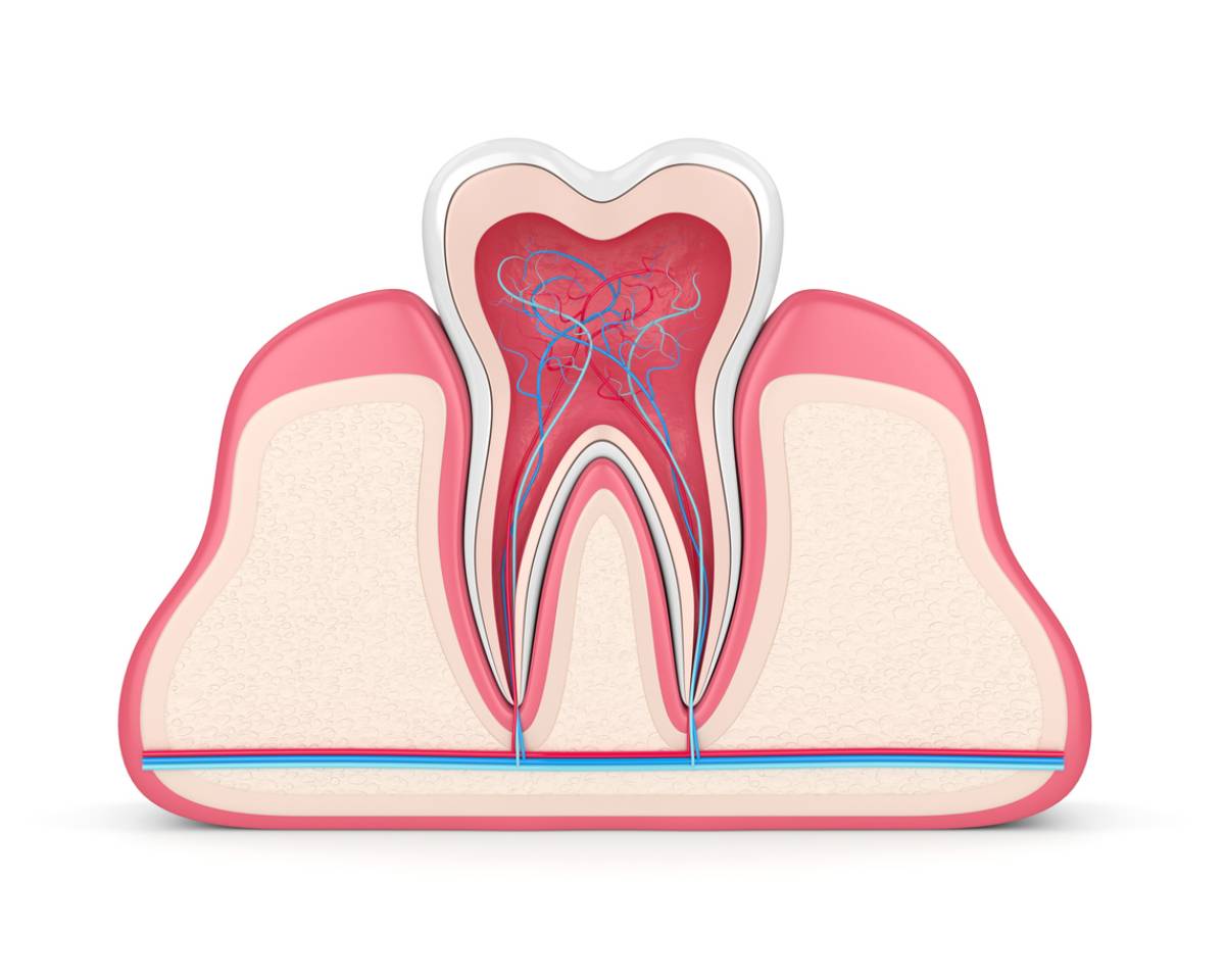 What Exactly is the Tooth’s Pulp?